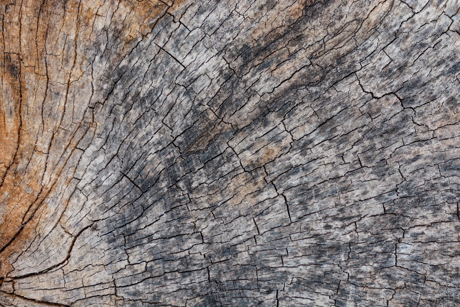 Weidlich Brothers Tree Care Hero